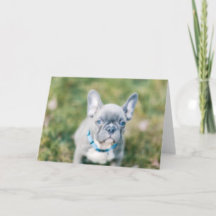 Cartão Conjunto de um Bulldog Francês