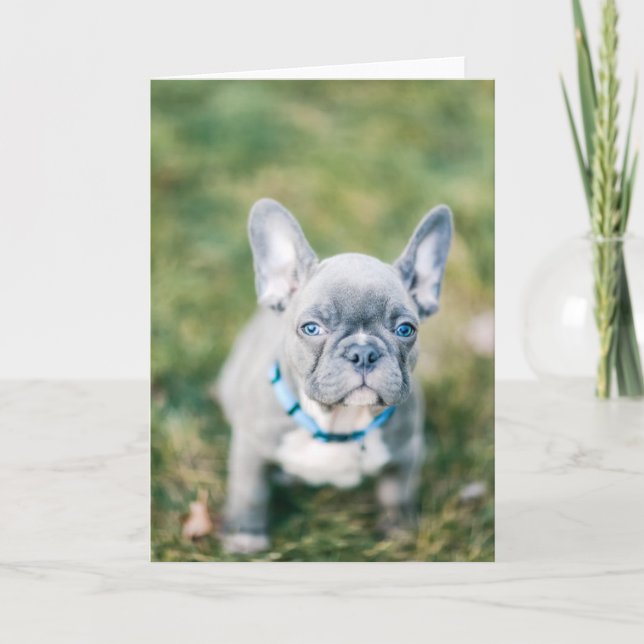Cartão Conjunto de um Bulldog Francês (Frente)