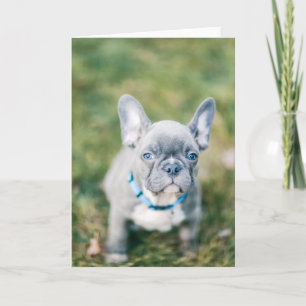 Cartão Conjunto de um Bulldog Francês