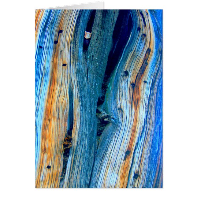 Cartão conselho de celeiro azul (Frente)