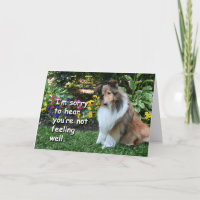 Consiga Bem Sheltie
