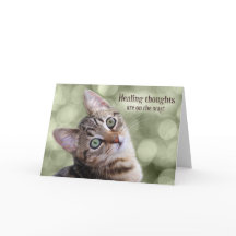 Consiga Bem Tabby Kitten com Green Bokee