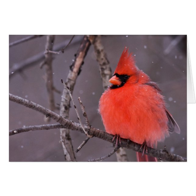 Cartão Contemplação de inverno (Frente Horizontal)