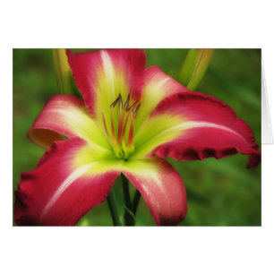 Cartão Contraste bonito - hemerocallis