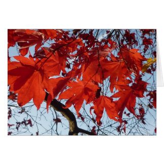 Cartão Conversas Maple Leaves
