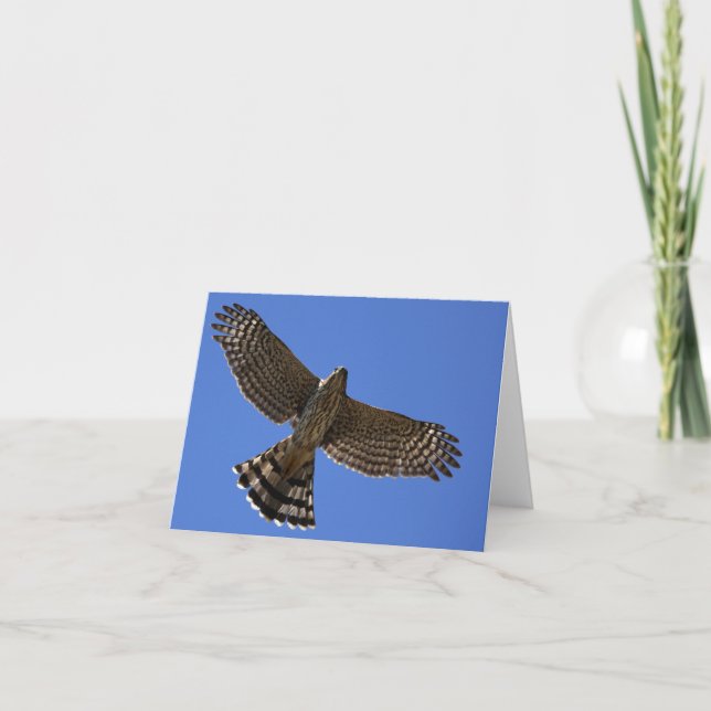 Cartão Cooper's Hawk - Joe Sweeney - card (Frente)