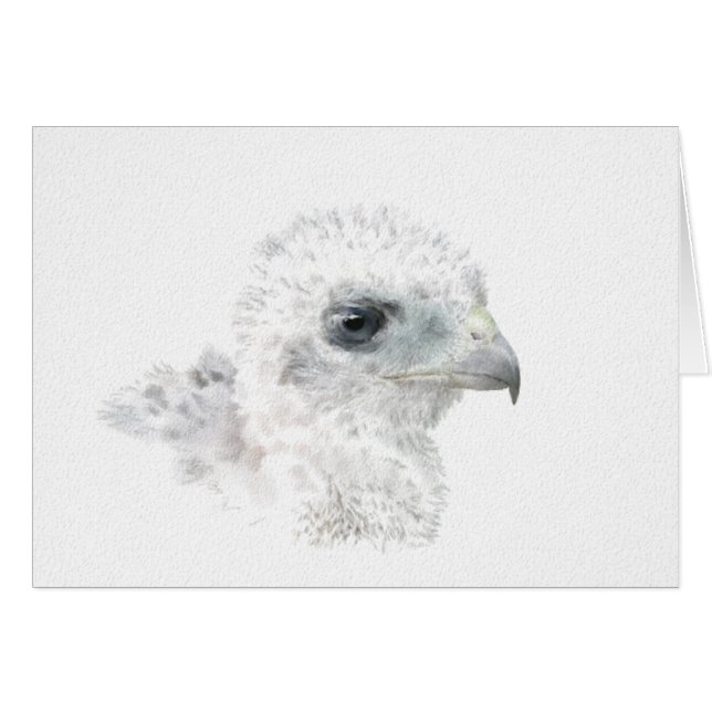 Cartão Coopers Hawk Pintinho (Frente Horizontal)