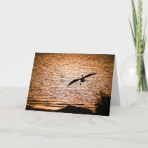 Coorong Pelican em Dusk