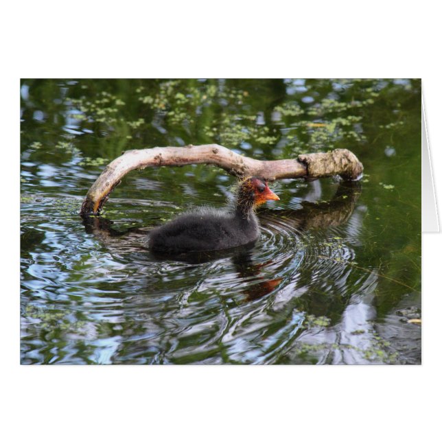 Cartão Coot Bebê (Frente Horizontal)