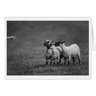 Cartão Cópia IMG_9504