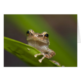 Cartão Coqui comum, Eleutherodactylus coqui
