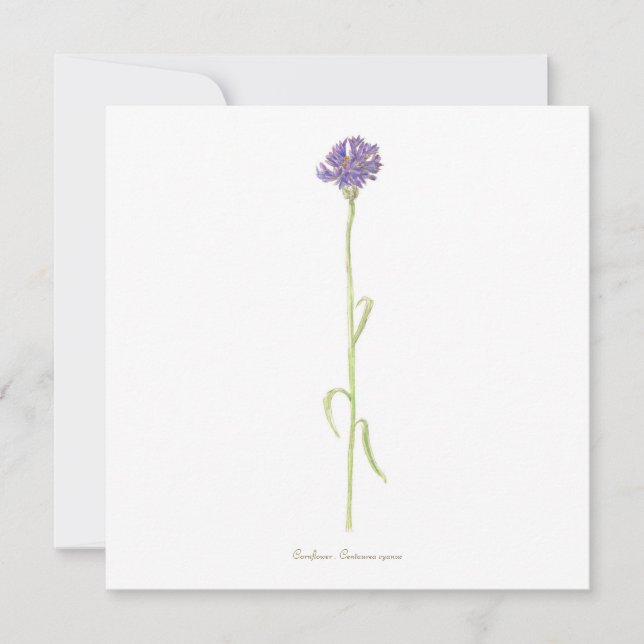 Cartão Cor d'água do cártamo (Frente)