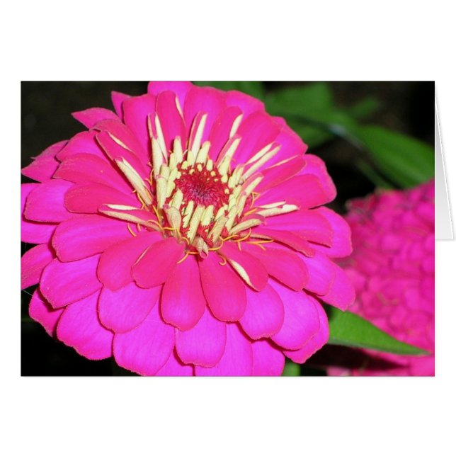 Cartão cor-de-rosa (Frente Horizontal)