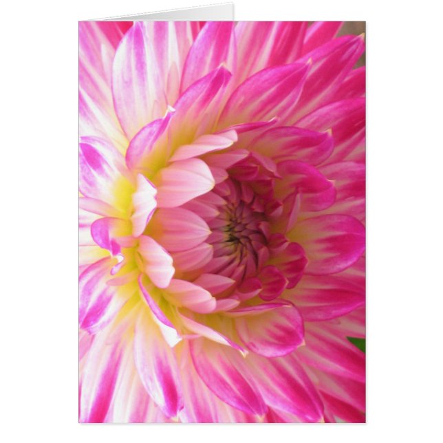 Cartão cor-de-rosa da dália (Frente)