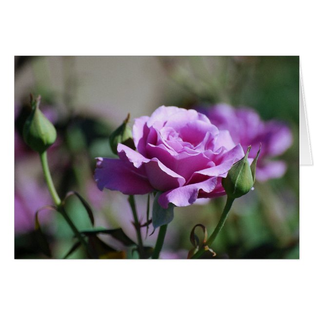 Cartão cor-de-rosa da lavanda (Frente Horizontal)