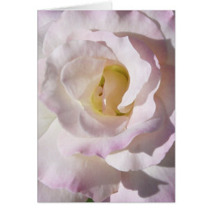 Cartão cor-de-rosa da paz