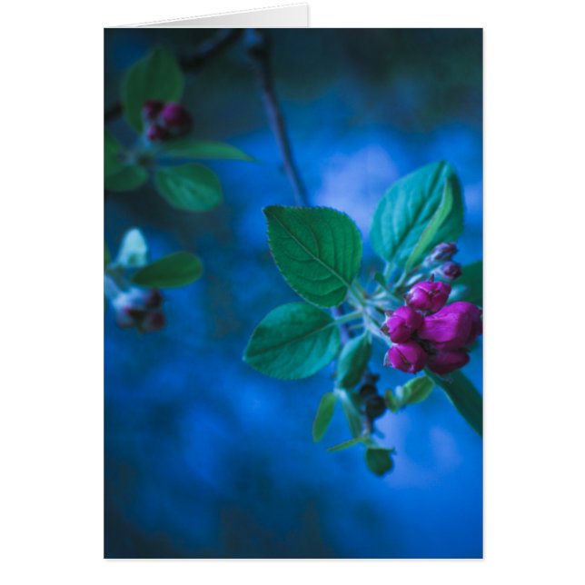 Cartão cor-de-rosa das flores (Frente)