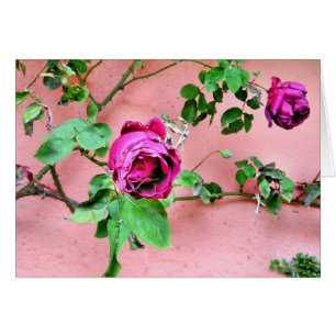 Cartão cor-de-rosa do irlandês selvagem