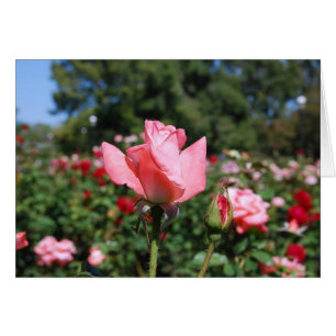 Cartão cor-de-rosa dos rosas