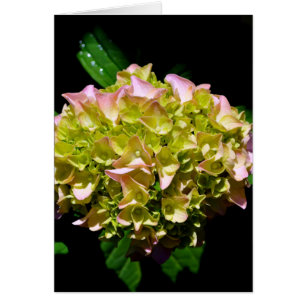 Cartão Cor-de-rosa verde Hidrangea flor rosa amarela