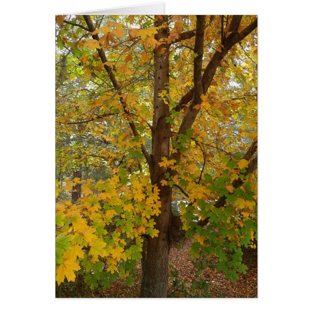 Cartão Cor em mudança do bordo de Florida (Frente)