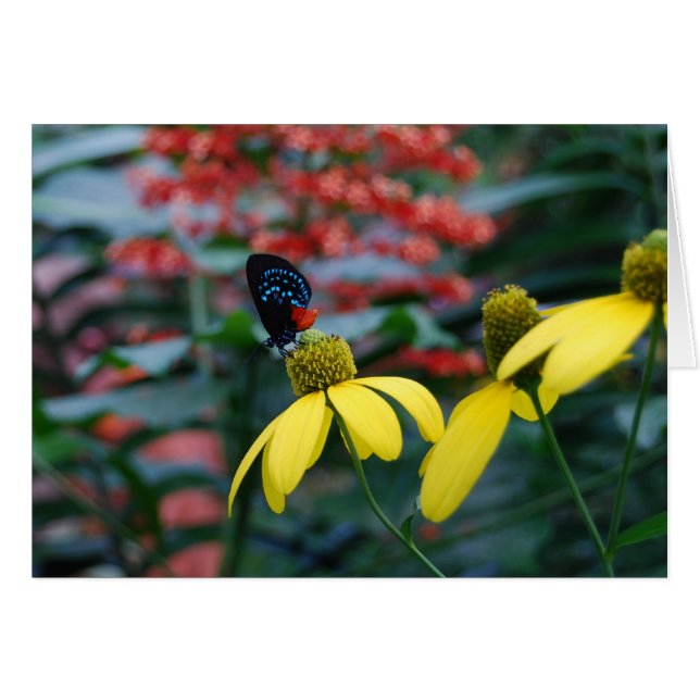 Cartão Cor Pequena (Frente Horizontal)