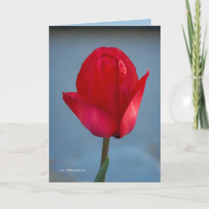 Cartão Cor Vermelha