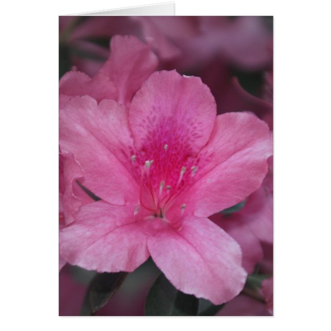 Cartão Coração contente (Frente)