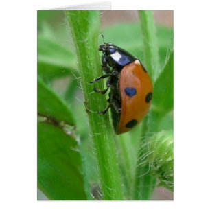 Cartão Coração minha senhora