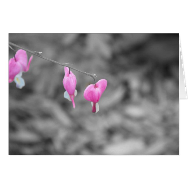 Cartão Corações de sangramento Door County (Frente Horizontal)