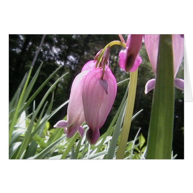 Cartão corações idos selvagens (Frente Horizontal)