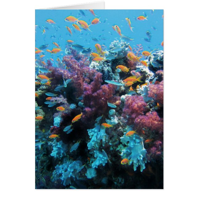 Cartão Coral cor-de-rosa (Frente)