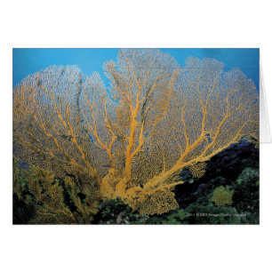Cartão Coral de Gorgonian