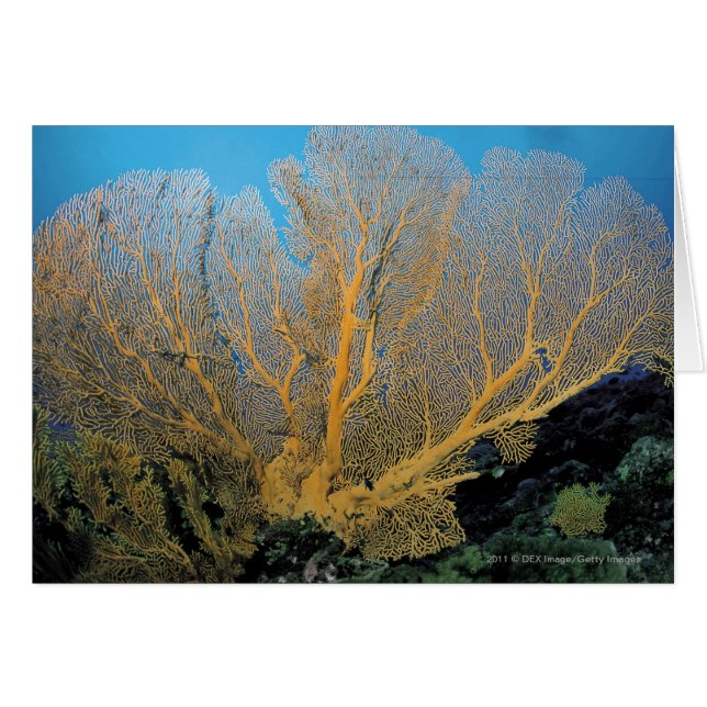 Cartão Coral de Gorgonian (Frente Horizontal)