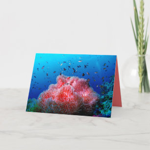 Cartão Coral de incandescência cor-de-rosa da anêmona d