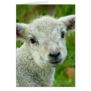 Cartão Cordeiro pequeno branco bonito