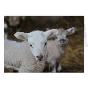 Cartão Cordeiros recém-nascidos