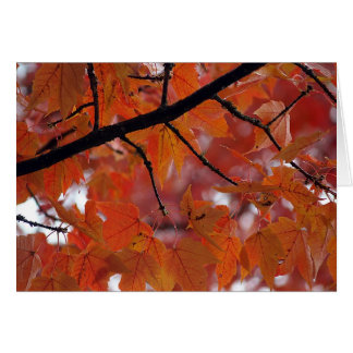 CARTÃO CORES DA QUEDA