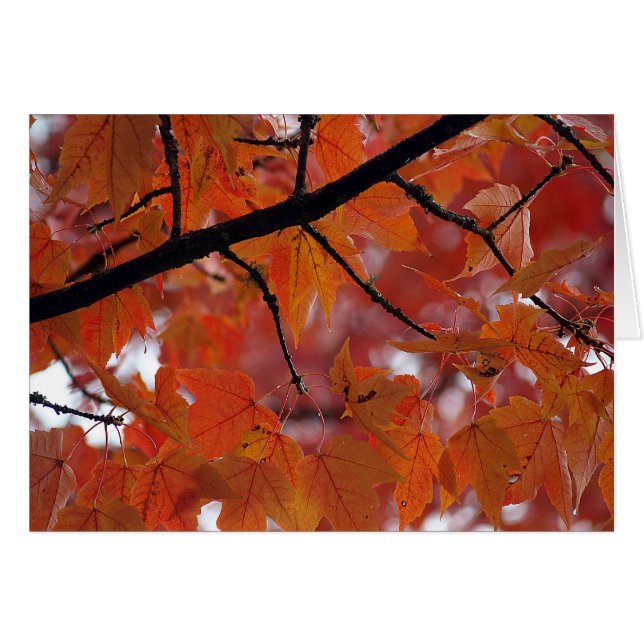 CARTÃO CORES DA QUEDA (Frente Horizontal)