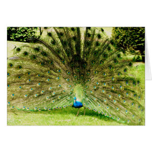 Cartão Cores de Exibição de Peacock
