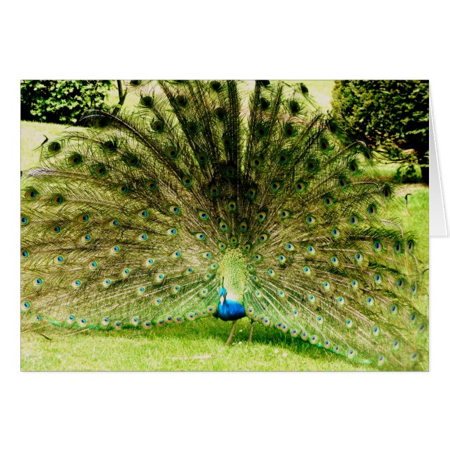 Cartão Cores de Exibição de Peacock (Frente Horizontal)