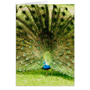 Cartão Cores de Exibição de Peacock