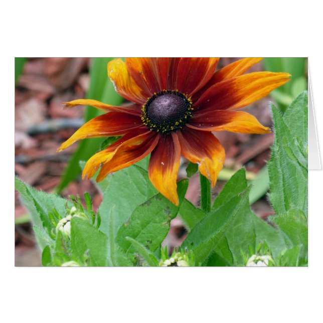 Cartão Cores do outono (Frente Horizontal)