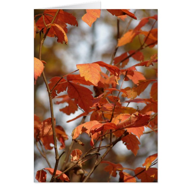 Cartão Cores do outono (Frente)