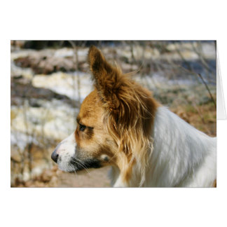 Cartão Corgi de Galês do casaco de lã