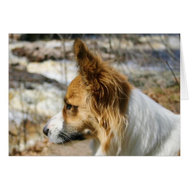 Cartão Corgi de Galês do casaco de lã (Frente Horizontal)