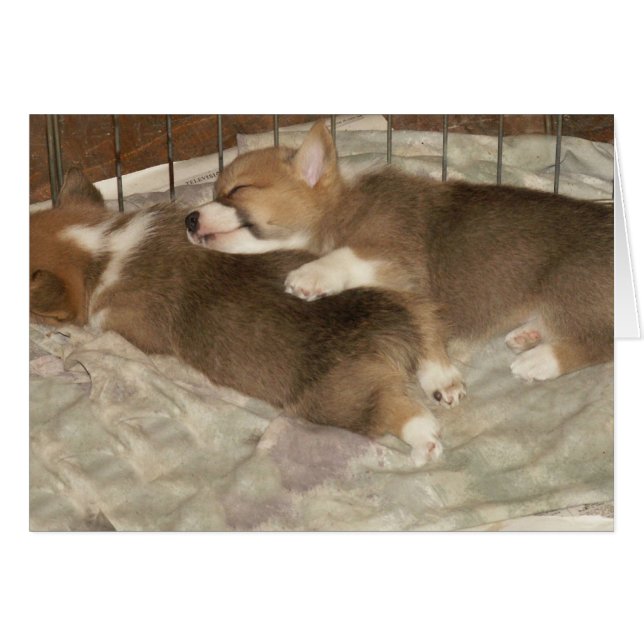 Cartão Corgões de dormir (Frente Horizontal)