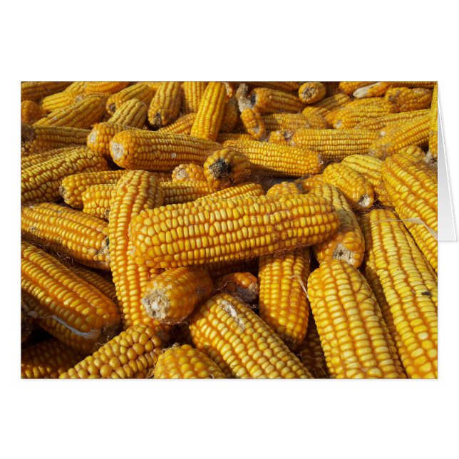 Cartão Corn Harvest (Frente Horizontal)