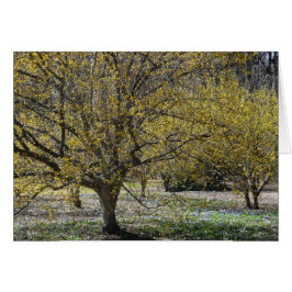 Cartão Cornelian Cherry Dogwood e Glória da Neve