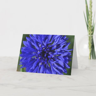 Cartão Cornflower Greeting Card